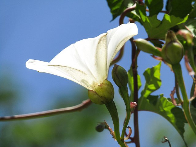 FlorBlancaSilvestre.jpg