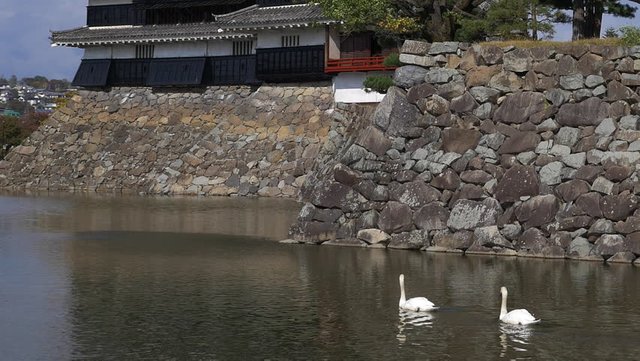 Hikone moat swans.jpg