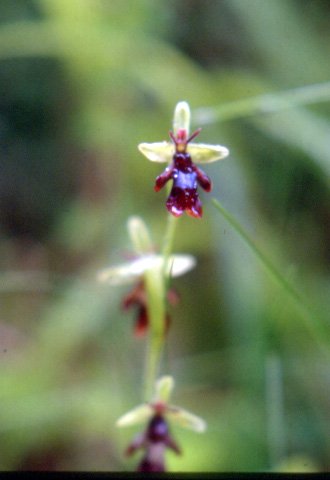 Fly orchid.jpg