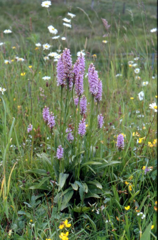 Com spot orchids.jpg