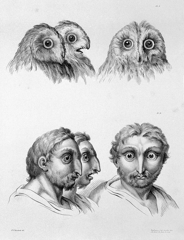 01-charles-le-brun-physiognomy-humans-evolved.jpg