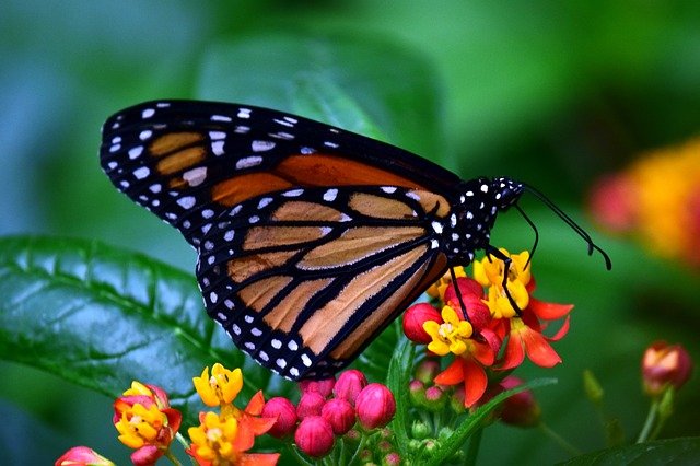 monarch-3237830_640.jpg