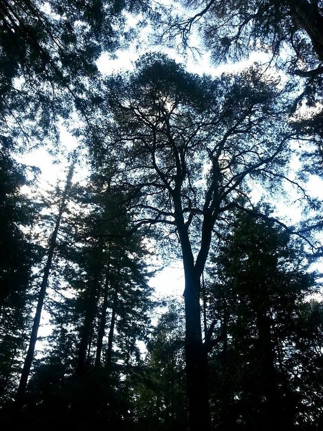 redwoods2.jpg