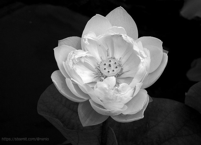 lotus_flower_bw.jpg