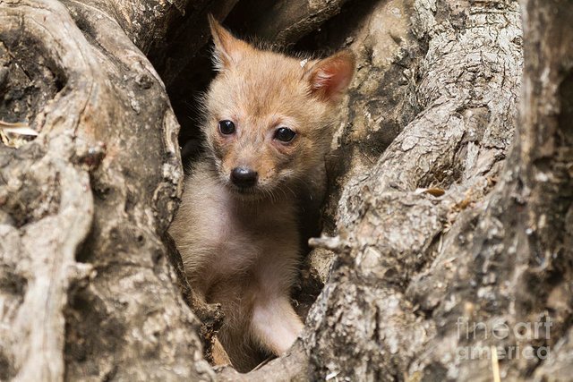 golden-jackal-canis-aureus-cubs-2-eyal-bartov.jpg