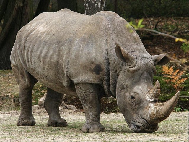 10 Hewan Yang Terancam Punah Di Indonesia 10 Endangered Animals