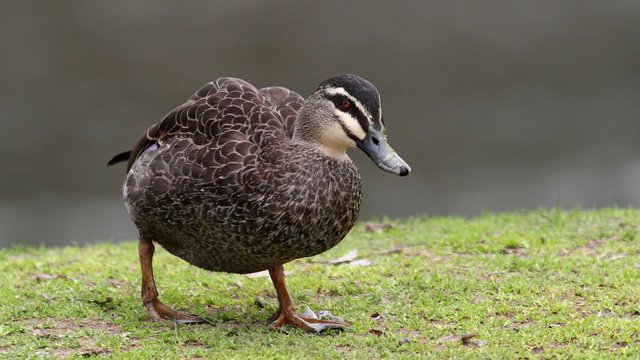 Pacific Black Duck  1.jpg