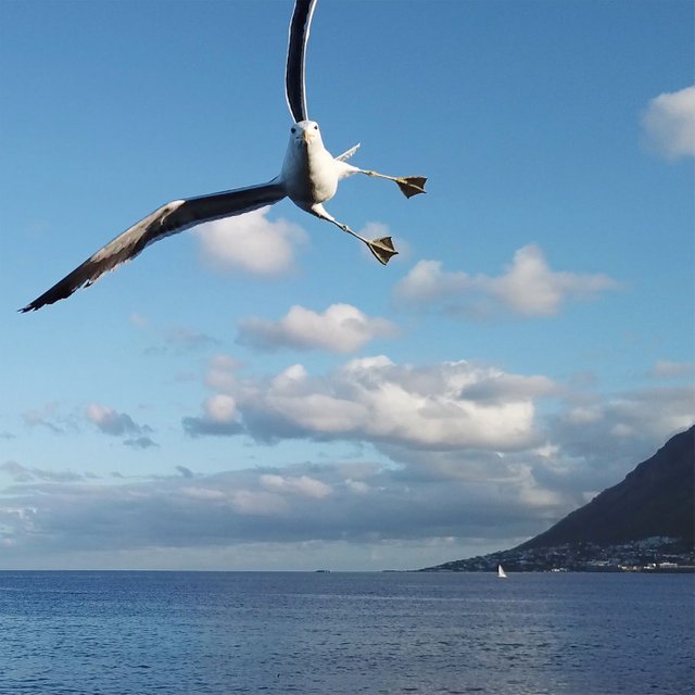 tooclosegull.jpg