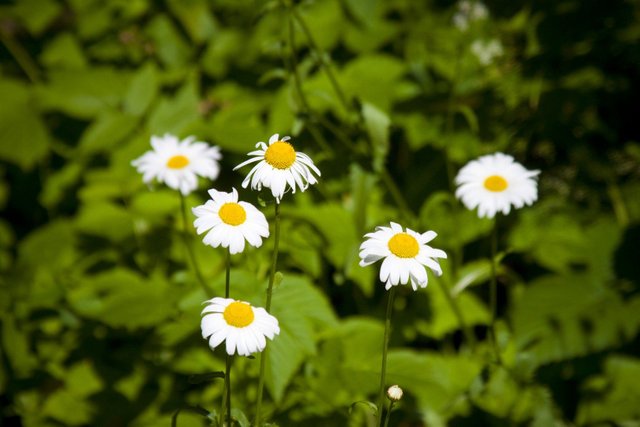 flower-camomiles-flowers-camomile-screen-wallpapers-1620x1080.jpg