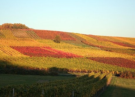 Weinberg im Herbst.jpg