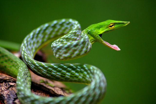 Asian Vine Snake.jpg