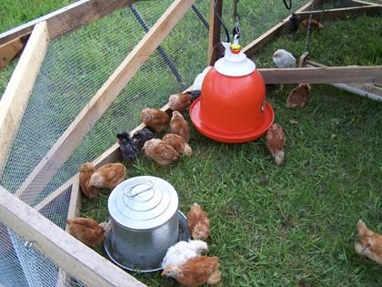 Other chicks S May 08.jpg