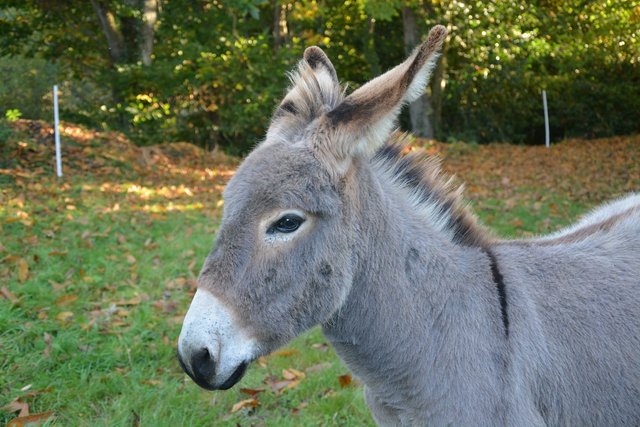 donkey-2645860_1280.jpg