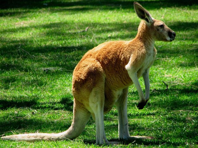 kangaroo.jpg