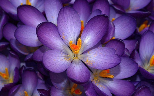 autumn_purple_crocus-wide.jpg