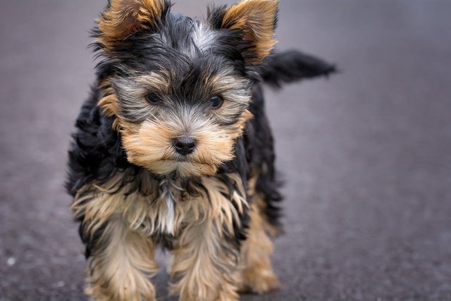 dog-puppy-yorkshire-terrier-yorkshire-terrier-puppy-163685.jpeg