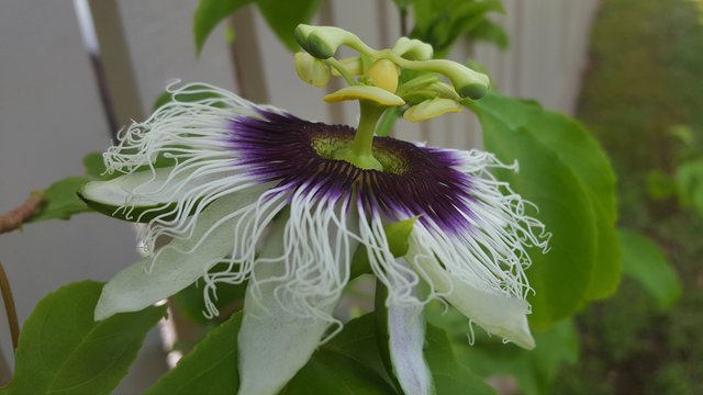 passionfruit flower.jpg