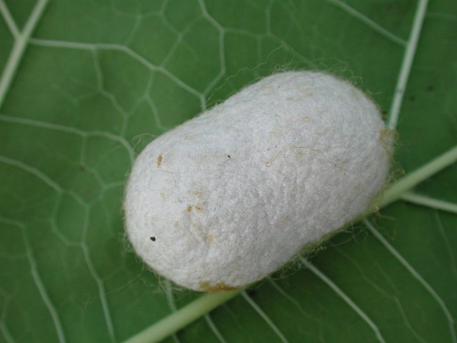 silk worm cocoon_maxpixel.jpg