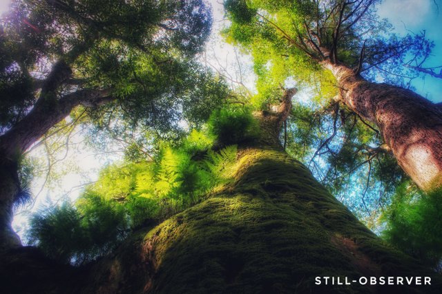 Looking up a mossy tree-01.jpeg