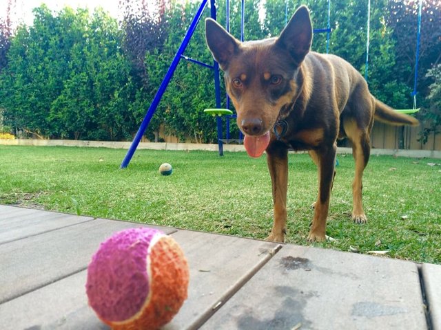 Ball-spielen-mit-Hund.jpg