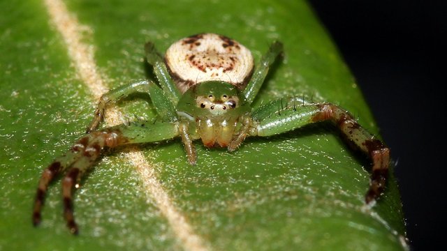 Arachnida 5mm on Banksia leaf BY Tas 2.jpg