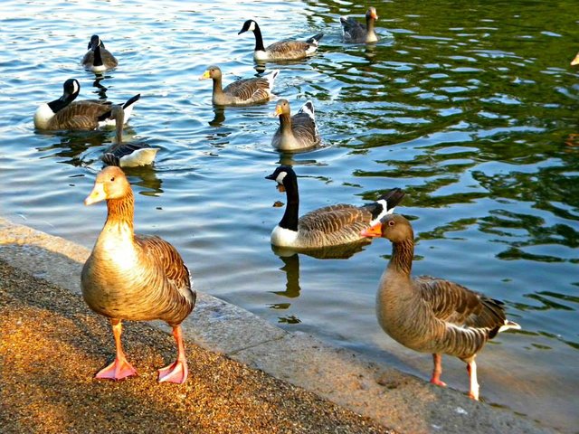 picnicking-in-hyde-park-london-girlinchief-11.jpg