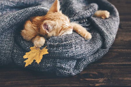 46058002-cute-little-ginger-kitten-is-sleeping-in-soft-blanket-on-wooden-floor.jpg