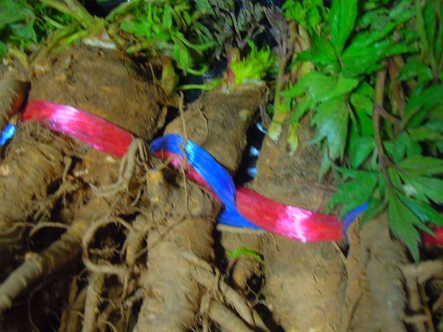 DSCN9002-horz.jpg