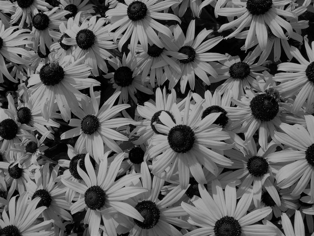 black and white daisies