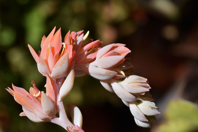 Echeveria runyonii flower 4.jpg