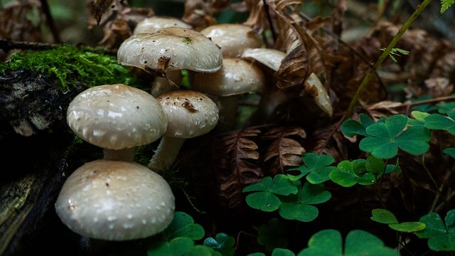 Mushrooms_125.jpg