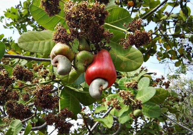 marañon-panama-cashew-randy-hilarski.jpg