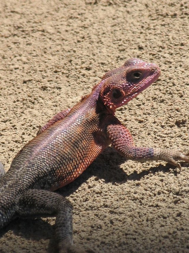 Serengeti_National_Park-108478.jpg