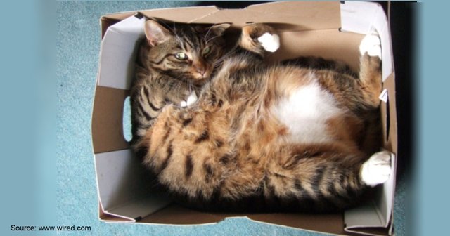 Cat in a box 1.jpg