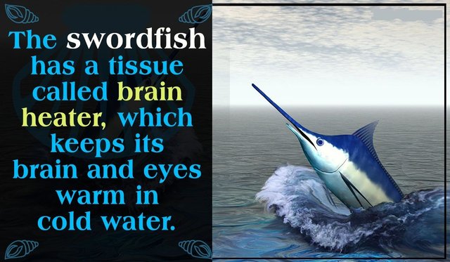 1200-606554-facts-about-swordfish.jpg