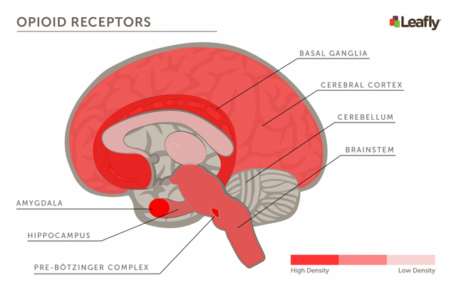 brain-opioid-receptors-1024x647.png