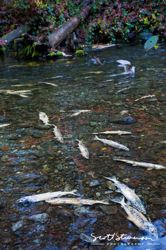 Chum Salmon-3.jpg