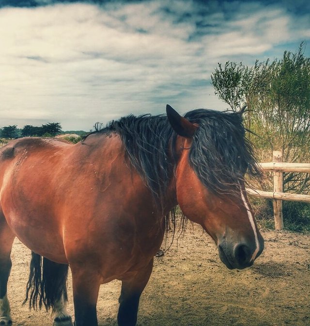 Meet the Breton horse ~ MyPictureDay — Steemit