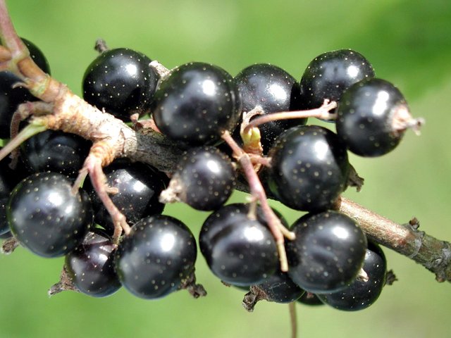 Black_currant_fruit.jpg