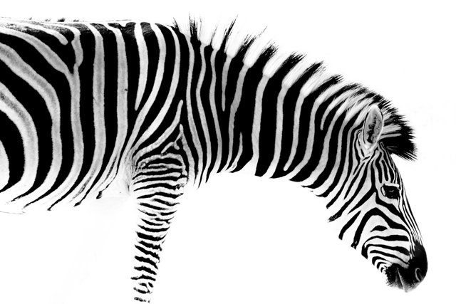 Zebra collection-3629.JPG