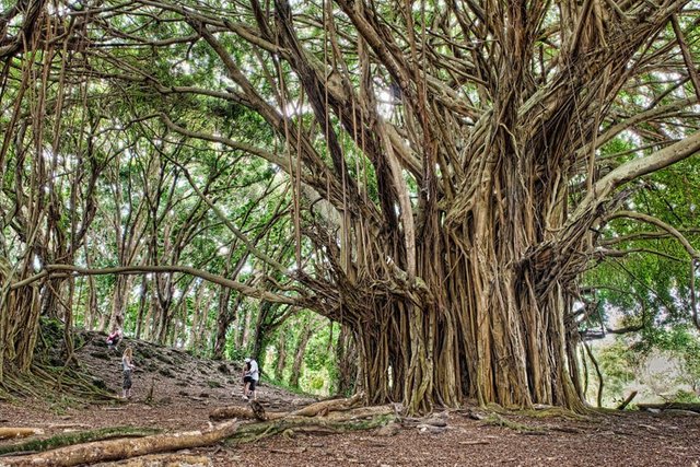 ancient-banyan-big-island-hawaii-james-brandon.jpg