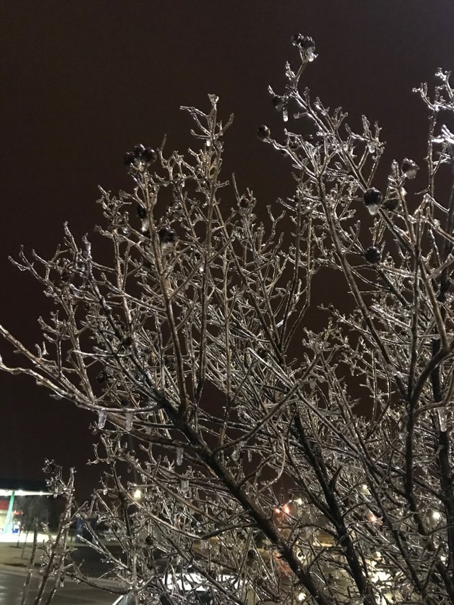 ice_tree.jpg