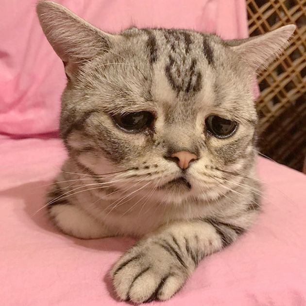 saddest_cat_01.jpg