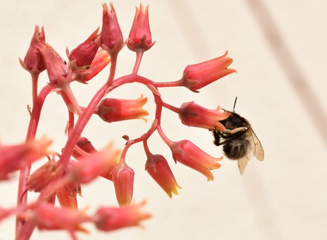 echeveria agavoides flower bee.jpg