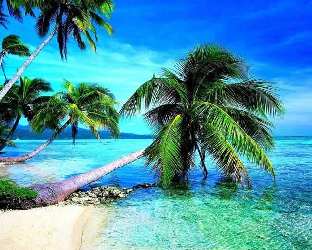 Tropical-Beach-Palm-Sky-View-Wallpaper-1280x1024.jpg