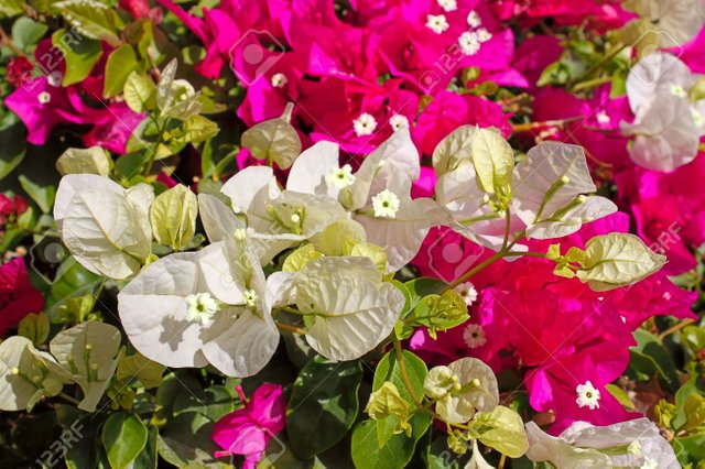 8245845-bougainvillea-flowers-of-different-colors-shot-with-a-small-depth-of-field-.jpg