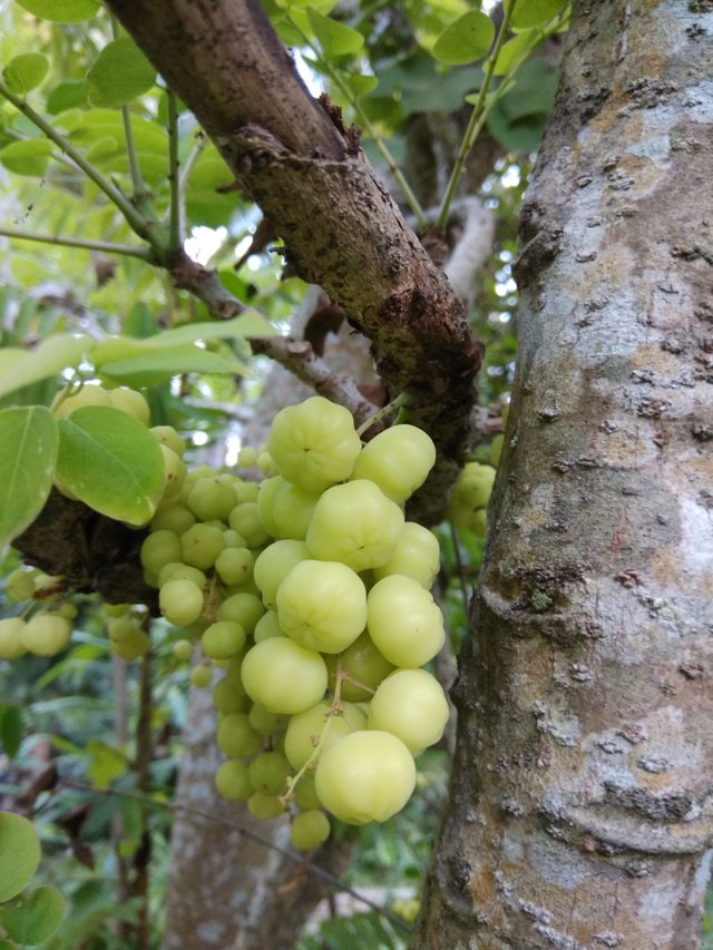 Manfaat Buah Cermai Benefits Of The Cermai Fruit Steemit