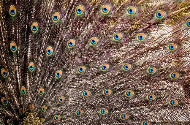 peacock-feathers-3013496_1920.jpg