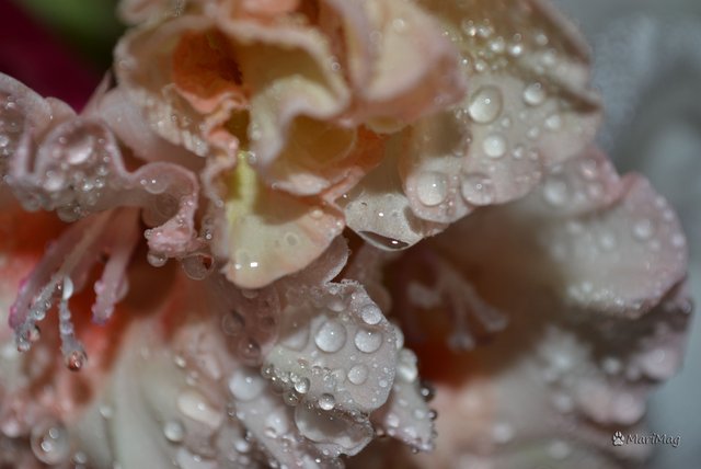 DSC_2315.jpg