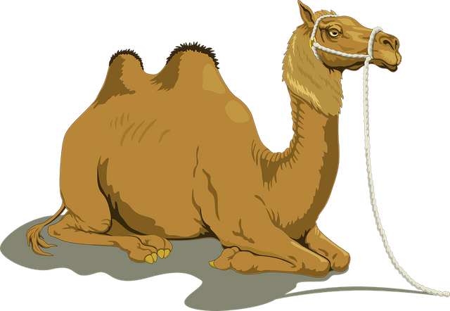 camel-48445_960_720.png